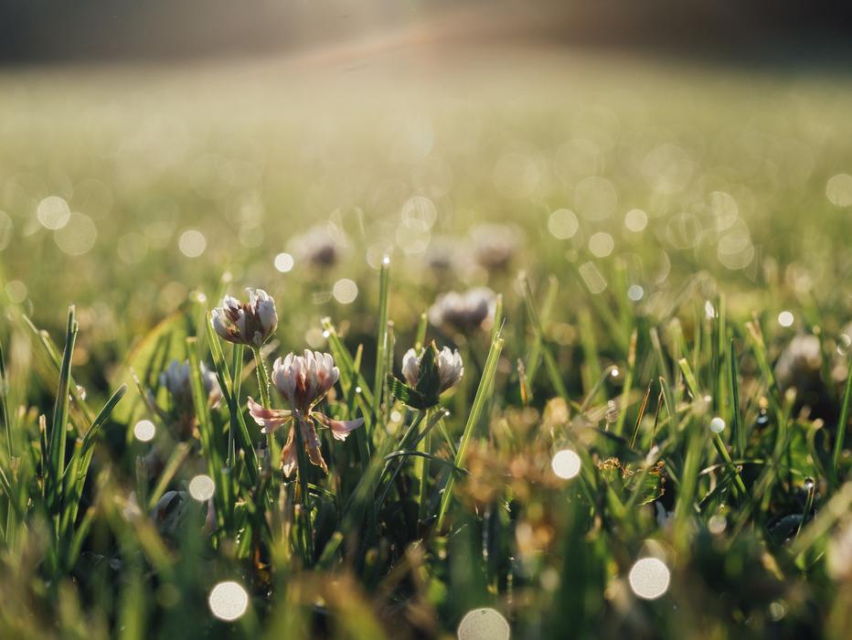 Colorful and beautiful clover flowers on the meadow, in sunlight, with bokeh lights