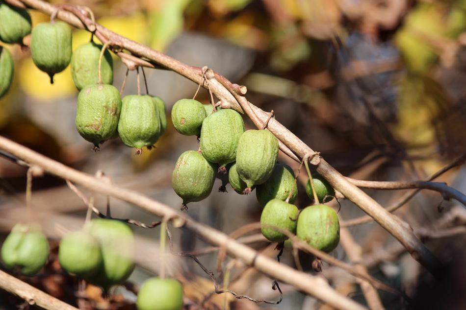 Actinidia Kolomikta Kiwi fruits