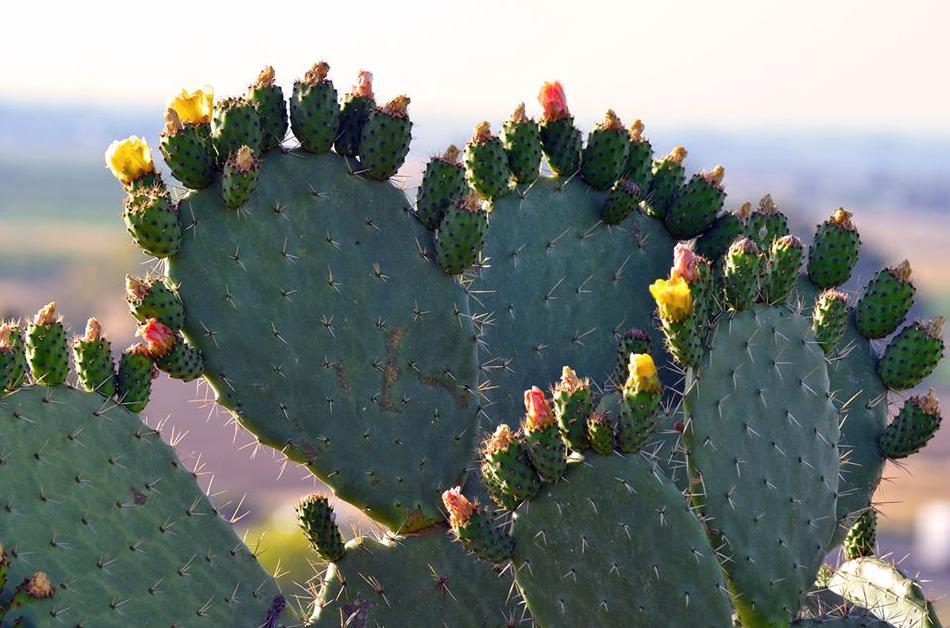 Beautiful and colorful cactus plants in the desert in light