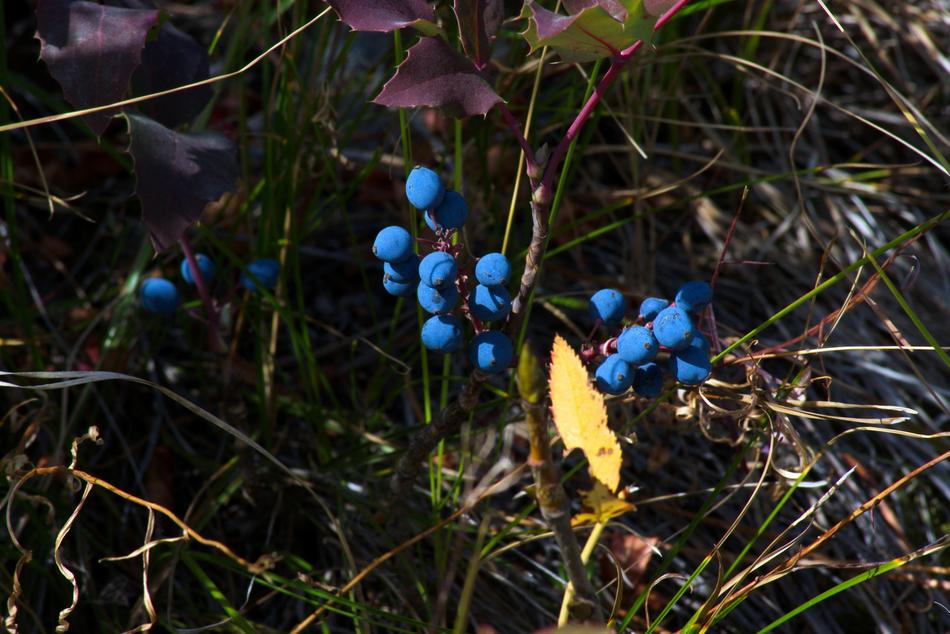 wild blueberries at Grand Teton National Park, Wyoming