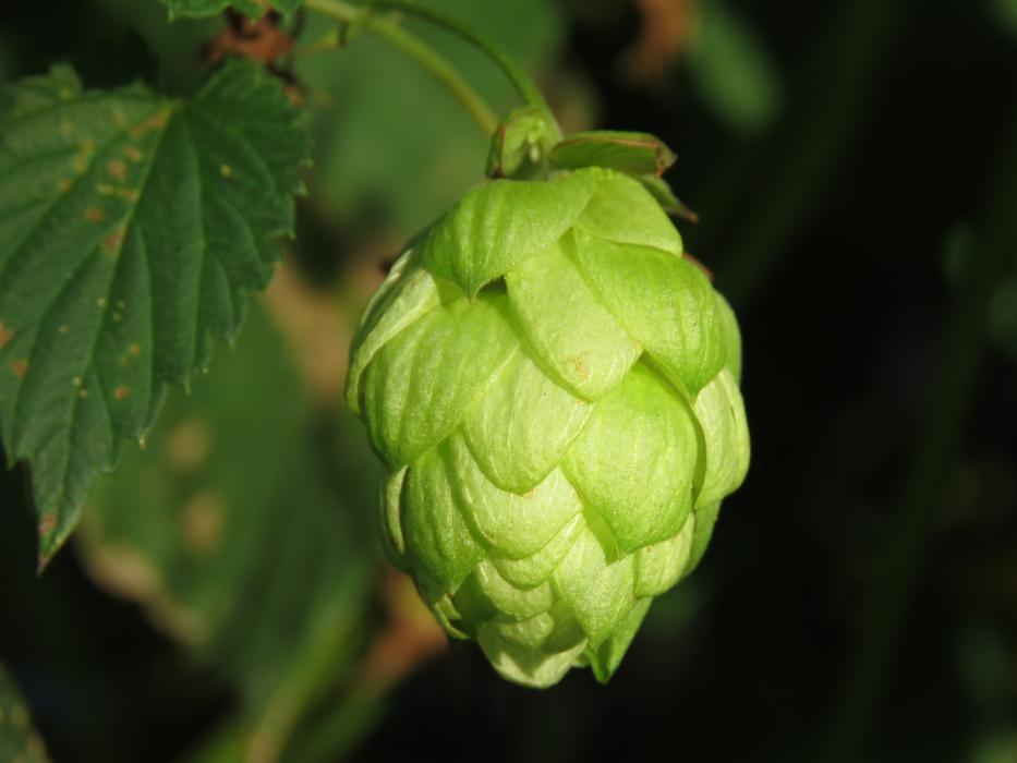 Hop, seed cone close up