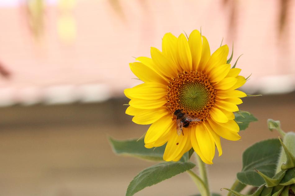 insect on yellow sunflower flower on blurred background