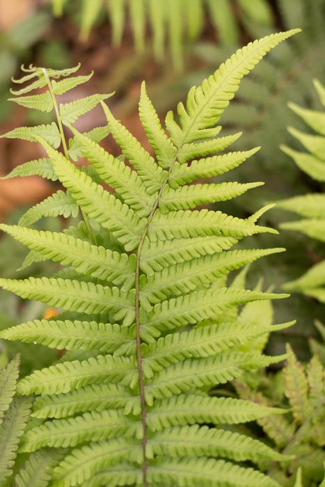 botanical green fern