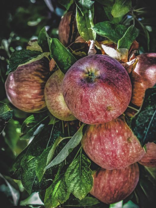 Close-up of the beautiful, purple and green apples and green leaves