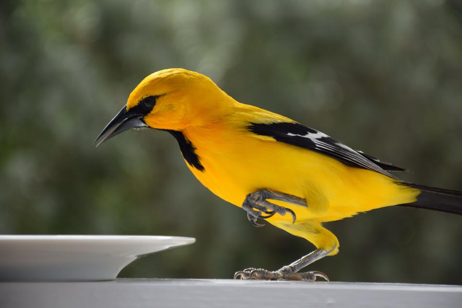 curacao Bird looking at plate