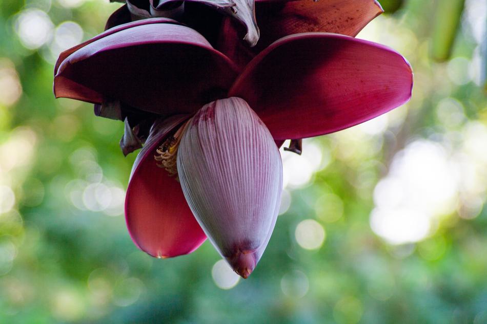 Close-up of the beautiful, blossoming banana fruit with purple flowers