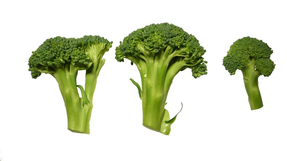 Fresh, green broccolis at white background