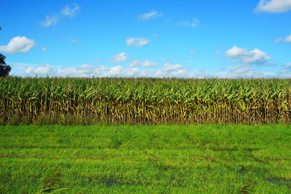 green Cornfield at Late Summer
