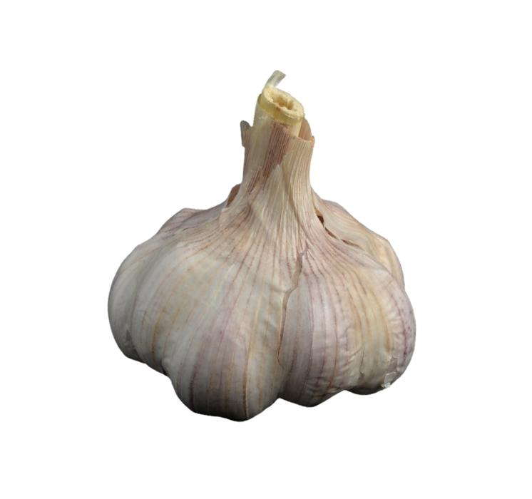 garlic bulb at white background