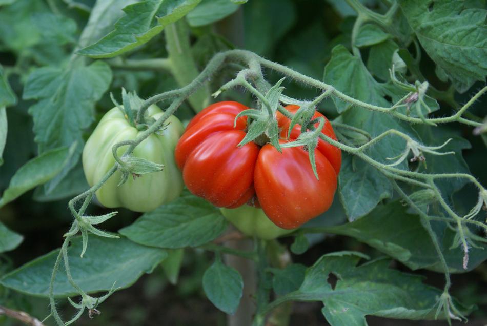 Ripening red and green Tomatoes side by side on the green branch