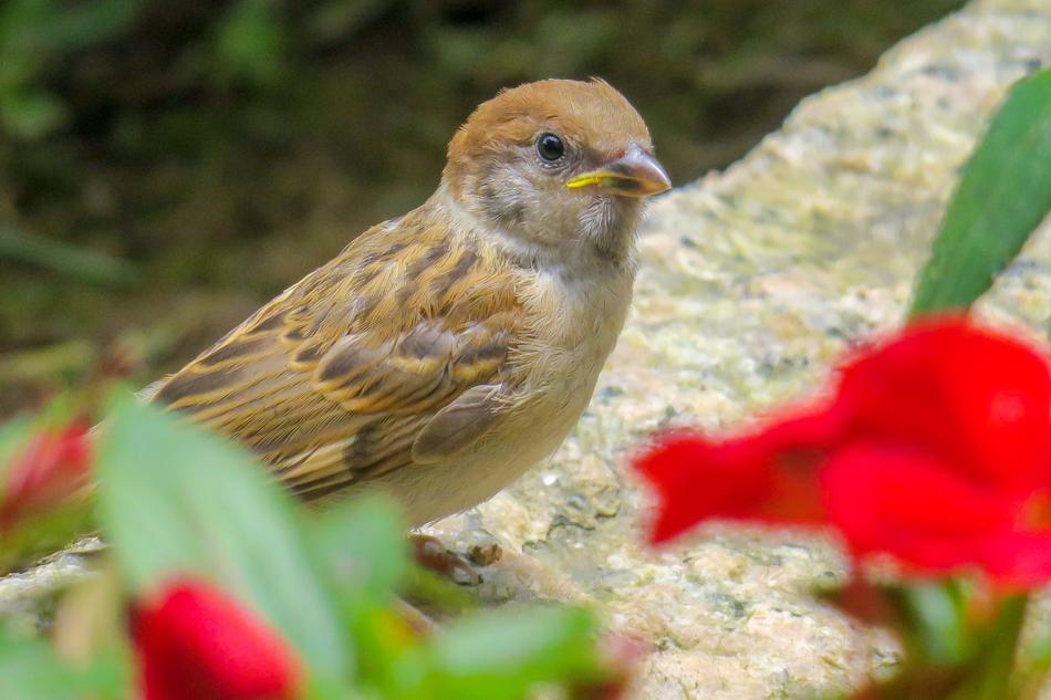 sparrow is sitting on the curb in the garden