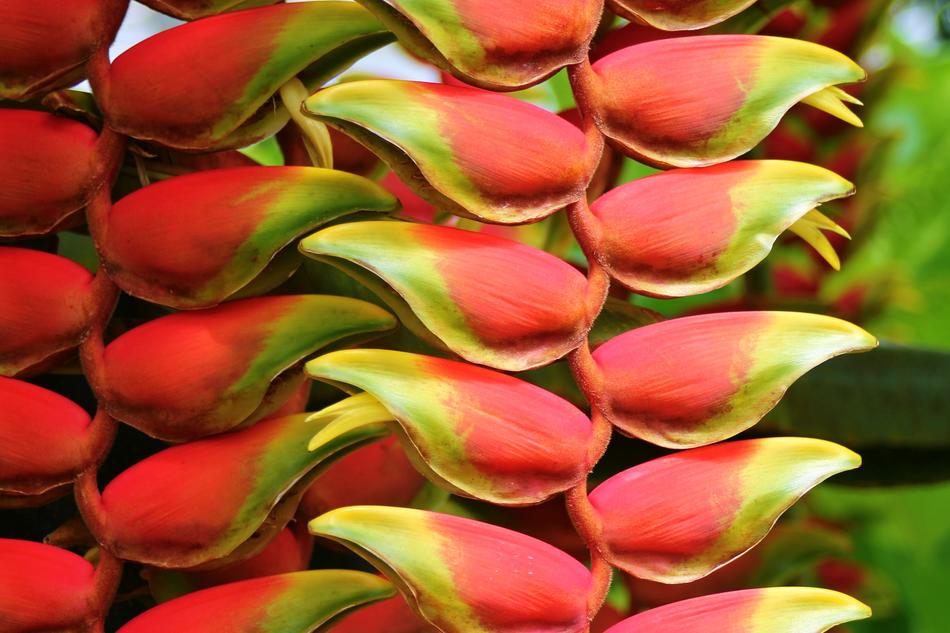 Close-up of the beautiful, red, green and yellow heliconia flowers