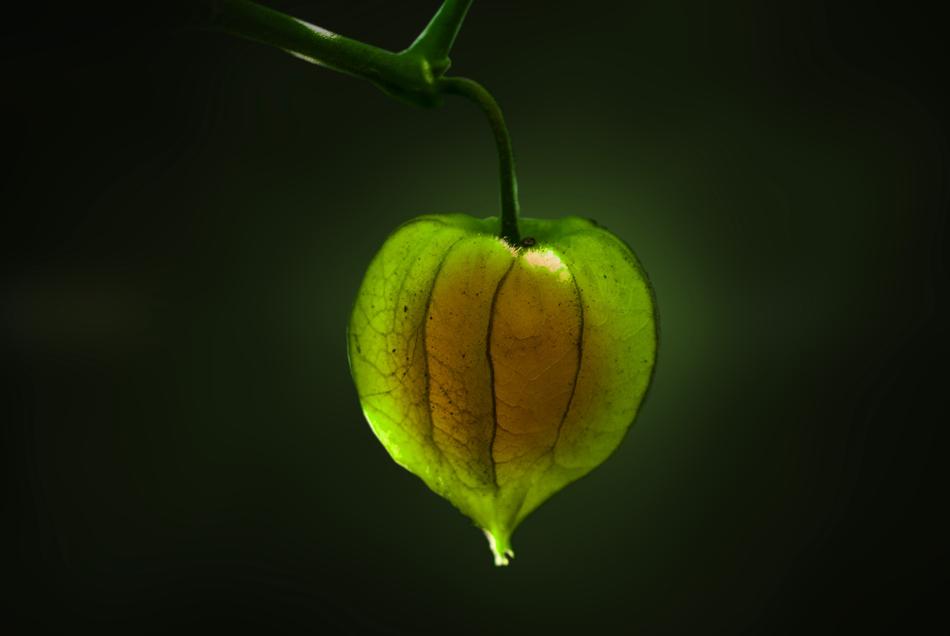 Uvilla Fruit green
