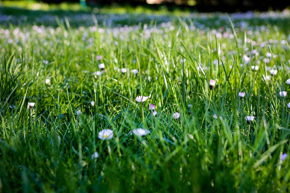 The Prairie Sod