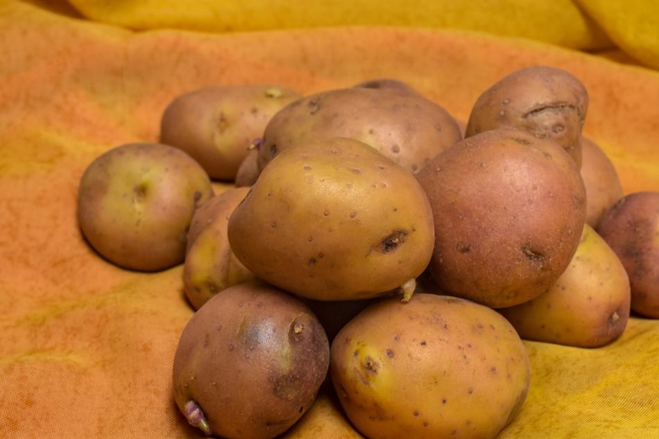 Pile of pink and brown unpeeled raw Potatoes on the orange surface
