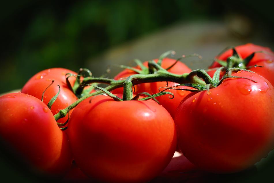 the tomatoes on the branch lie in the sun