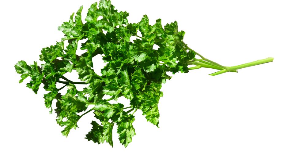 kitchen Herb, Parsley at white background