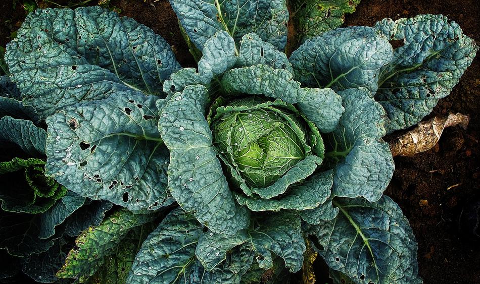 Vegetables, Savoy green and Drop Of Water