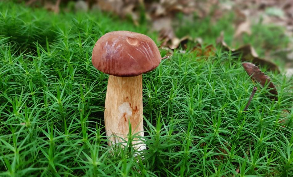 Beautiful and colorful chestnut mushroom, among the green plants