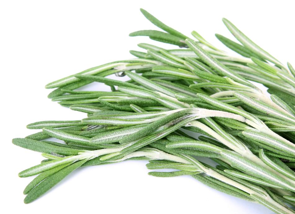 green rosemary on white background