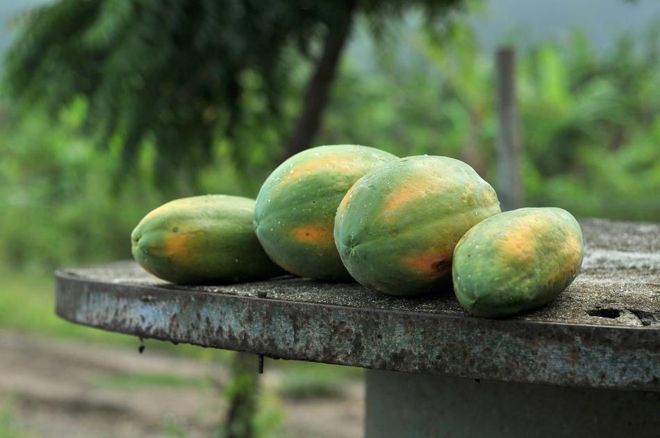 Papaya Tubers outdoors on a blurred background