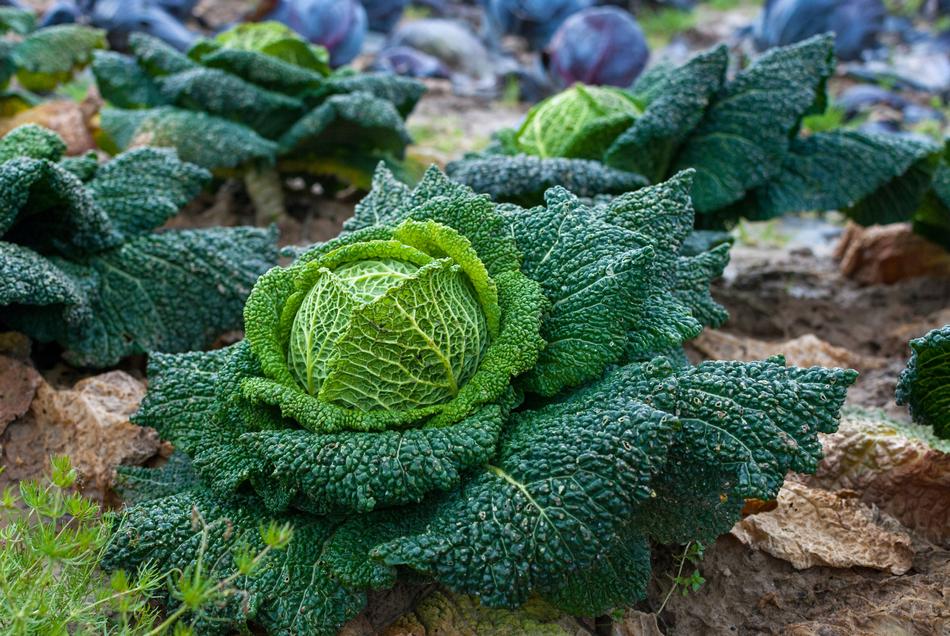 Beautiful, green cabbage plants near the violet plants