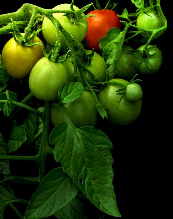 unhealthy tomatoes on a bush on black