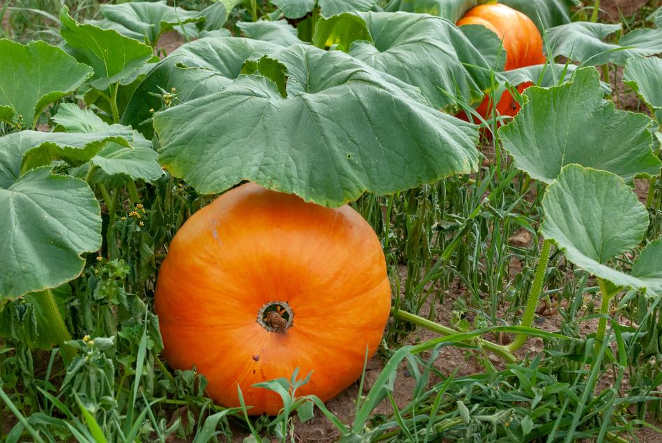 orange pumpkin in a vegetable garden under green leaves