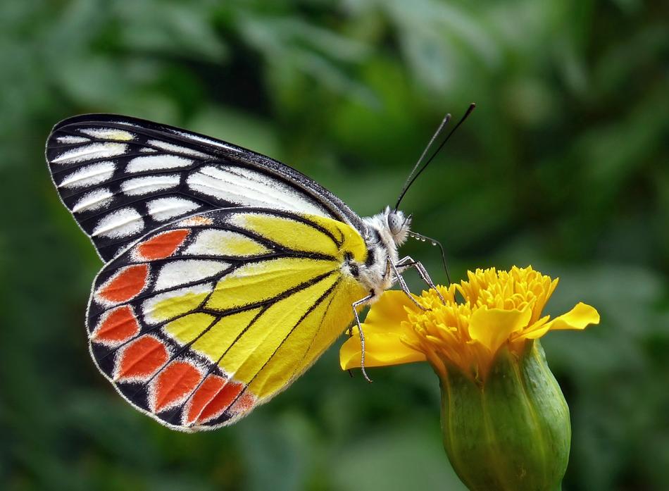 Butterfly Tigist Flower