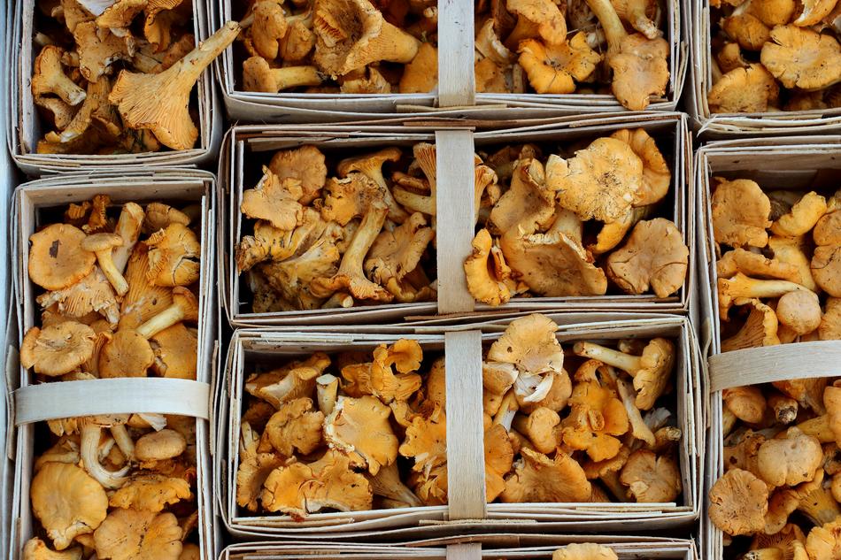 Orange and yellow Chanterelles on the market