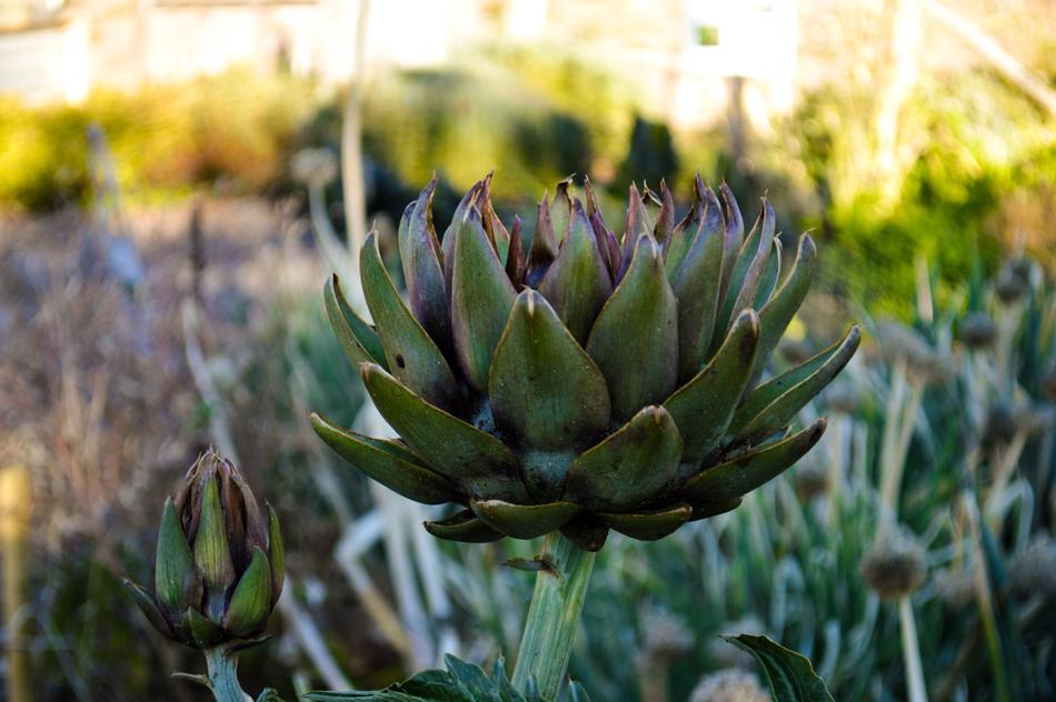 Artichoke Plant at Fall