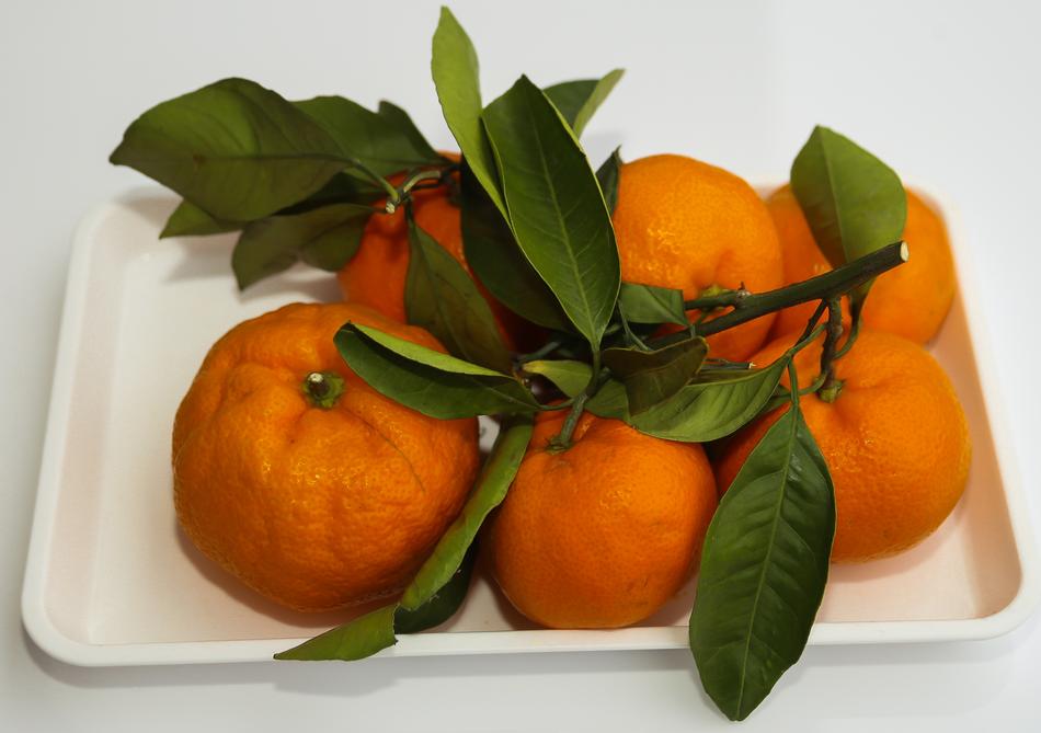 Beautiful, ripe, orange mandarins with green leaves on the white tray at white background