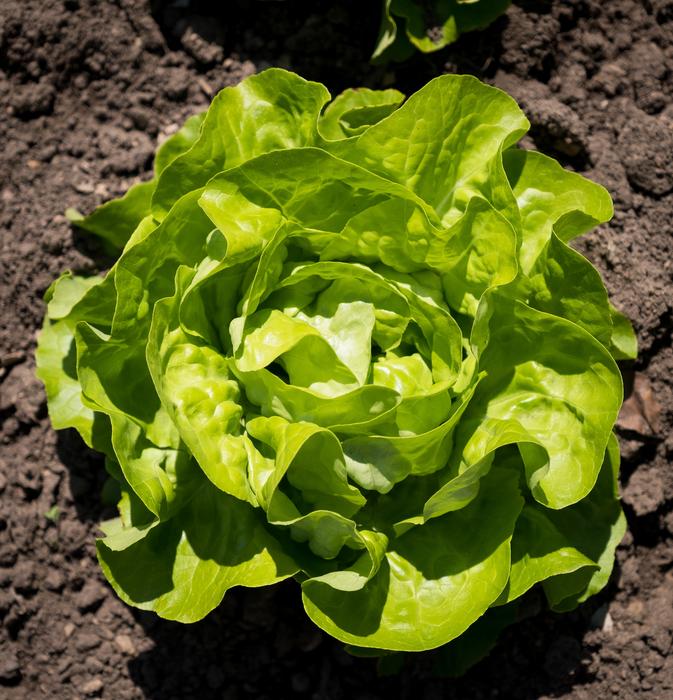 green Salad Lettuce at Spring