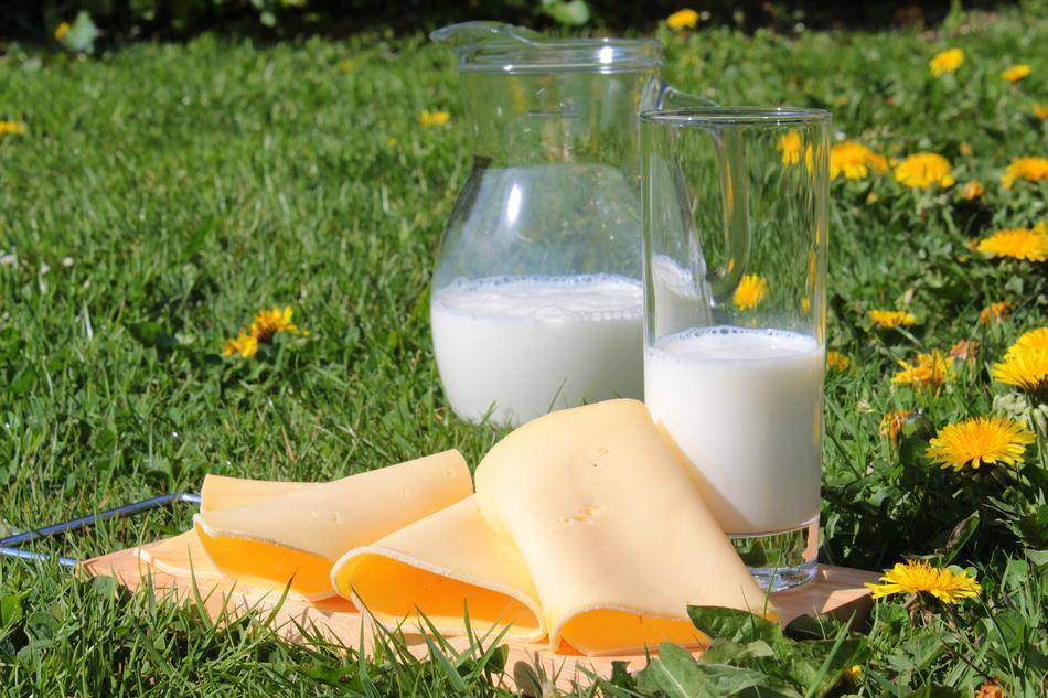 milk and cheese slices on a green meadow