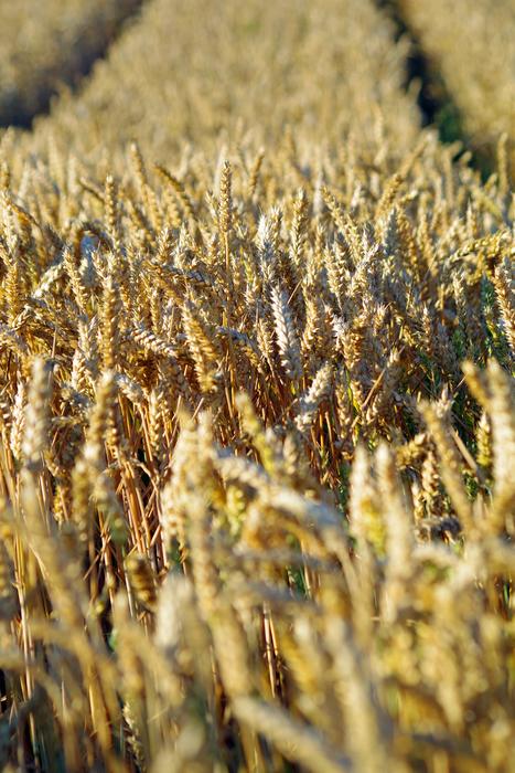 Beautiful and colorful field of the cereals, in light