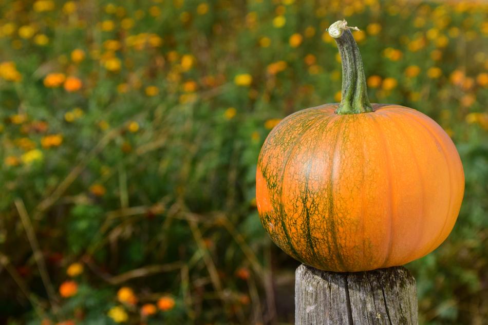 pumpkin on the background of a flower meadow