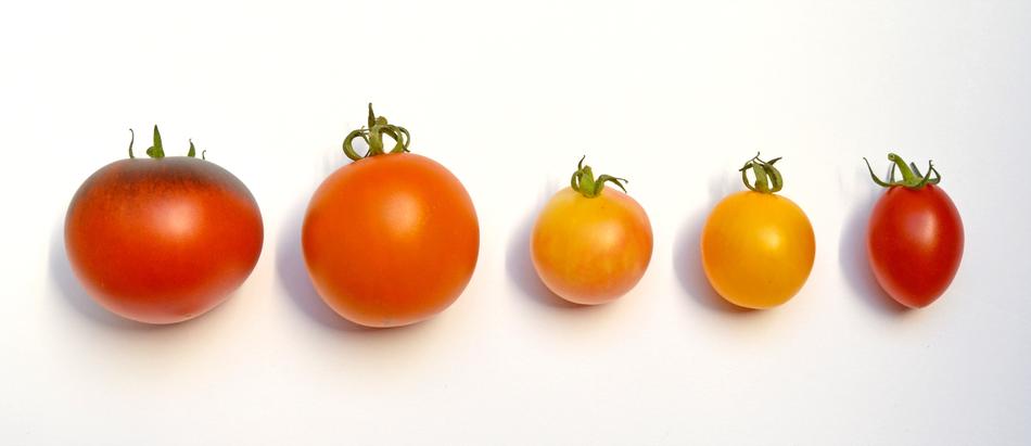 Beautiful five orange and yellow Tomatoes in row at white background