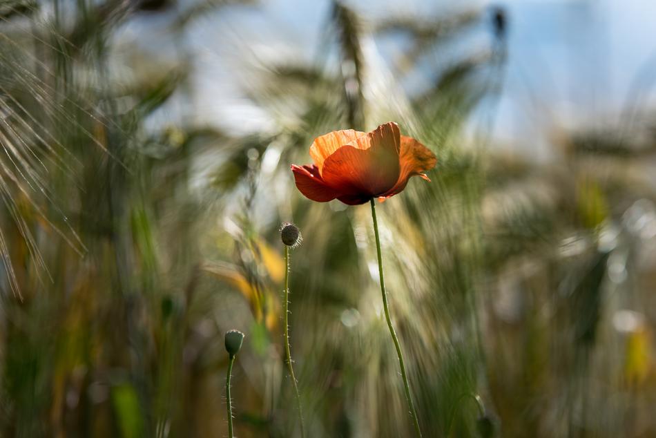 poppy flower on wheat field on blurred background