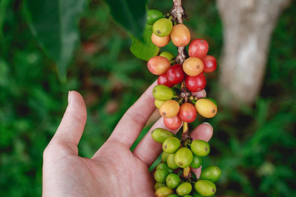 Fresh Coffee Bean in hand on blurred background