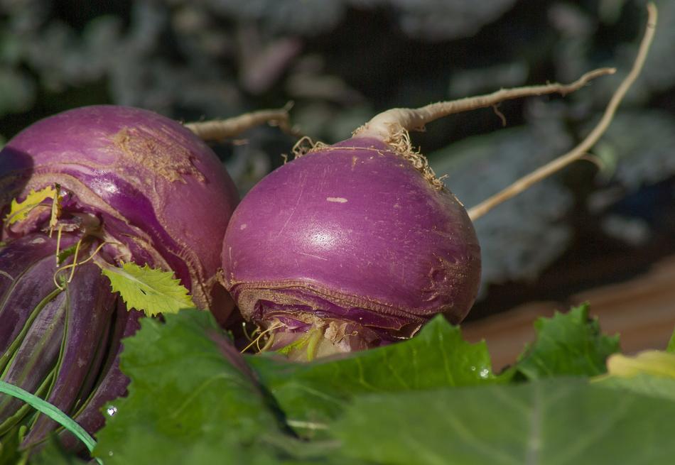 photo of purple turnip