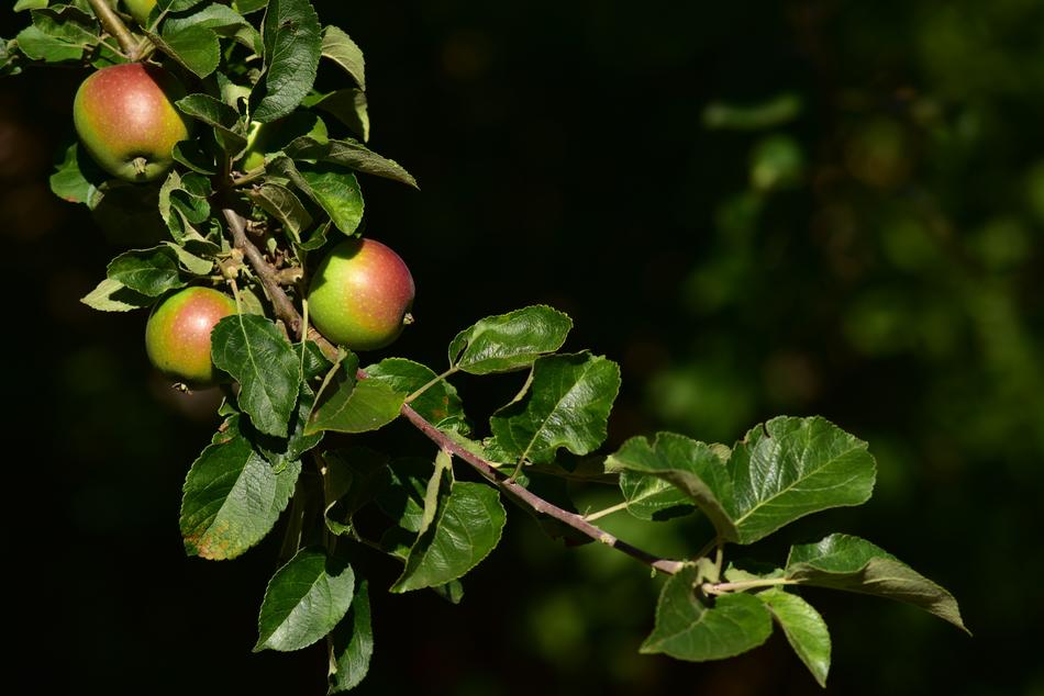 Apple Tree Branch green