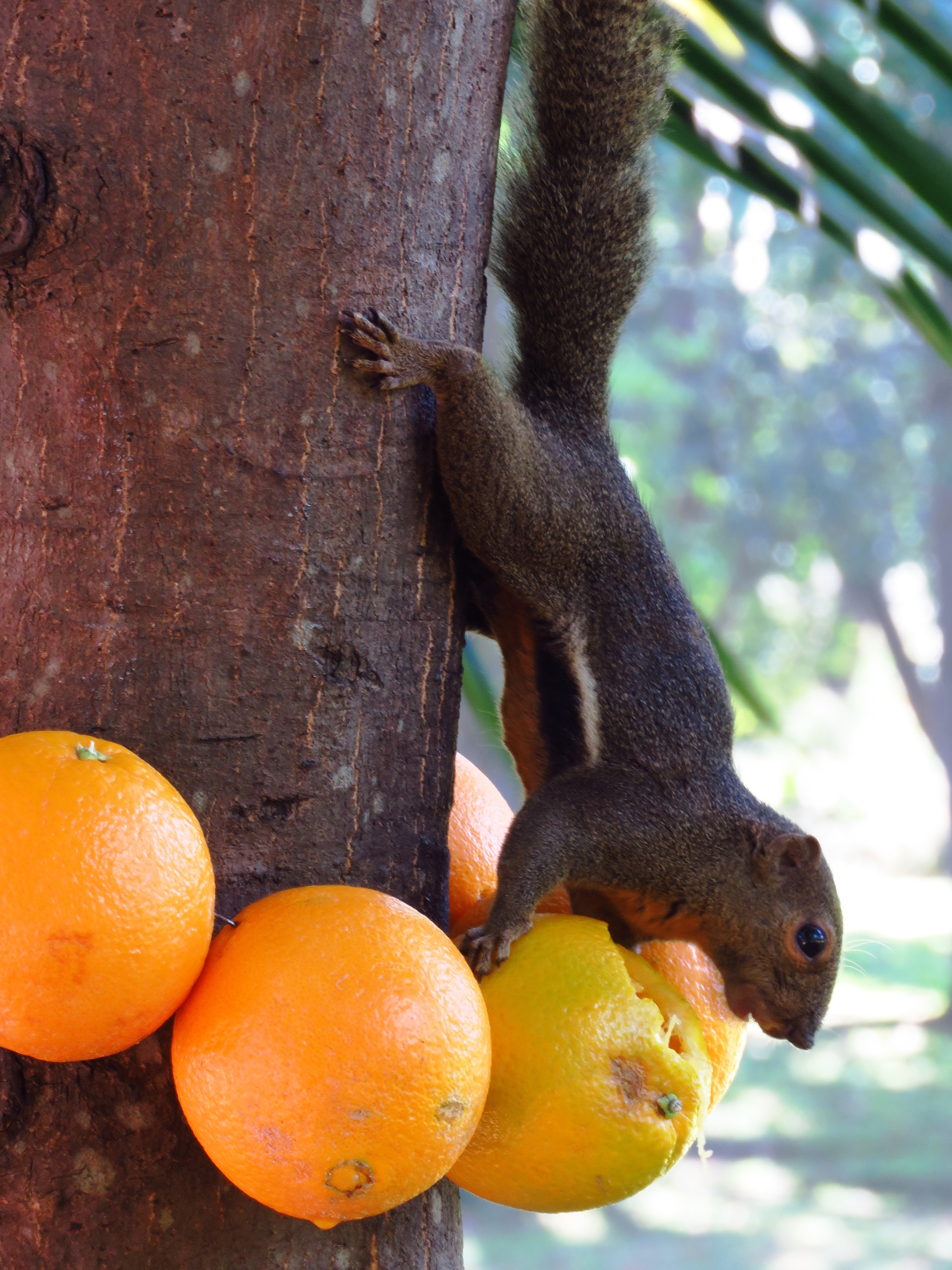 ...File size: 4.66Mb, Squirrel Orange Eating picture with tags: squirrel, o...