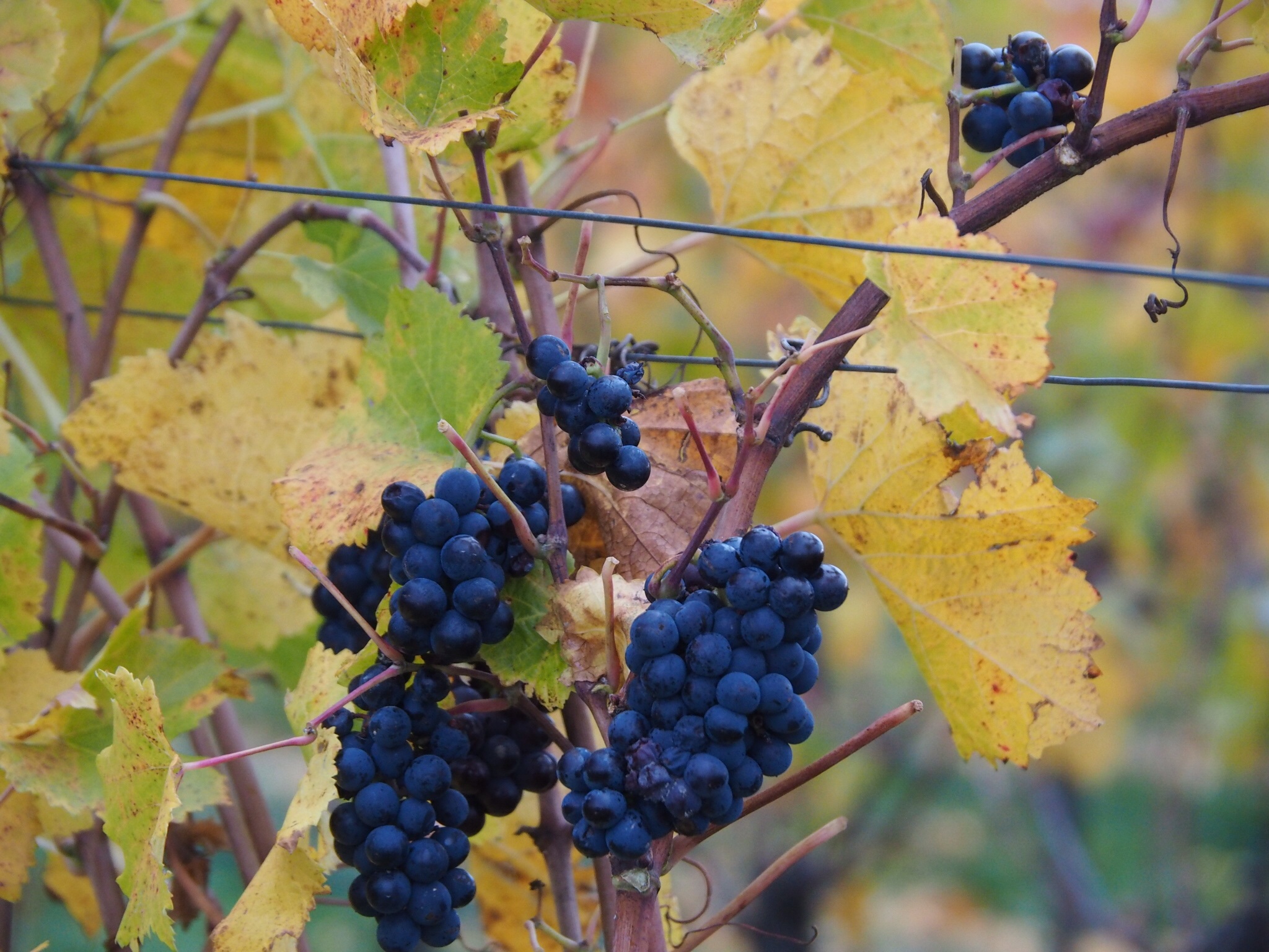 Столовый виноградник осенью