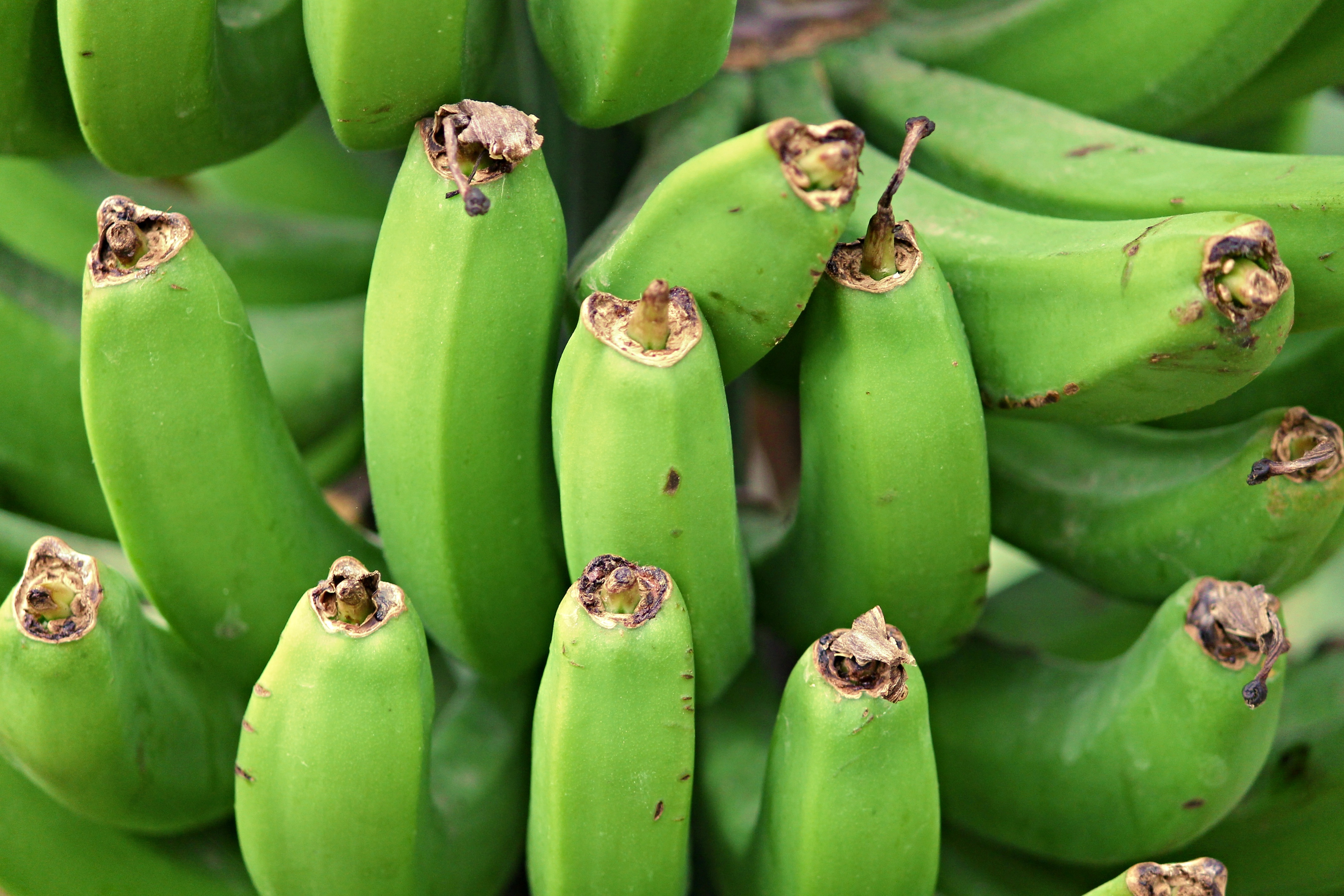 Спелый банан фото