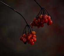 viburnum Berries on twigs at dusk