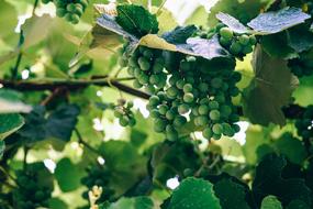 photo of delicious green grapes on a branch