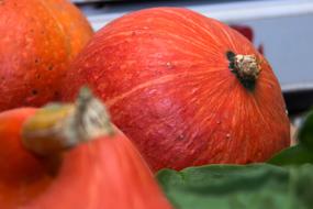 bright orange pumpkin close-up in a blurred background