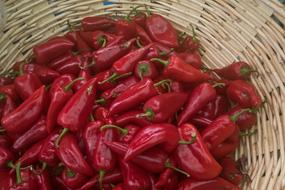 red pepper harvest in a wicker basket