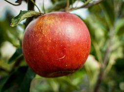 healthy Apple Red Close Up