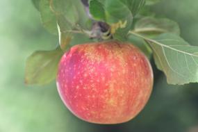 red Apple with yellow spots on branch